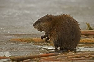 Images Dated 15th November 2004: Muskrat -By water. Chiefly aquatic-lives in marshes, edges of ponds, lakes