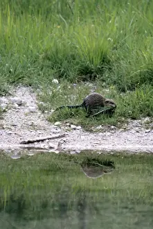 Muskrat - collecting grass as nesting material
