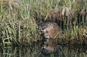 MUSKRAT - emerging from grass, by the edge of water