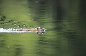 Muskrats Prints: Muskrat, lives in a lake (old river bed) near river Negustyah