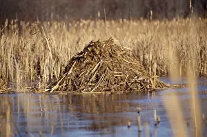 Lodge Prints: Muskrat - lodge central MA, USA