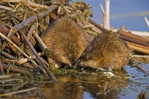 Images Dated 6th May 2005: Muskrat - Two together near water