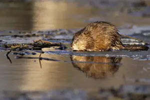 Muskrats Prints: Muskrat Northern Sweden introduced from N. America