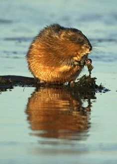 Images Dated 15th November 2004: Muskrat - Using hands, on the edge of ice eating aquatic vegetation