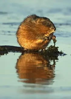 Muskrat - Using hands, on the edge of ice eating aquatic vegetation, Winter Monezuma National Wildlife Refuge, New York, USA E50T4604