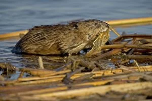 Images Dated 15th November 2004: Muskrat - In water, chiefly aquatic-lives in marshes, edges of ponds, lakes