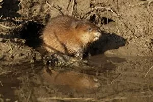 Images Dated 7th April 2010: Muskrat - at waters edge - Austria