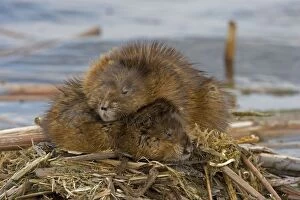 Muskrats Two lying on top of each other