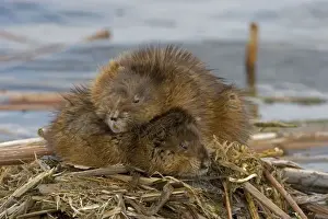 Muskrats Two lying on top of each other. Chiefly aquatic-lives in marshes, edges of ponds, lakes, and streams- moves overland, especially in autumn-feeds on aquatic vegetation, also clams, frogs, and fish on occasion-builds house in shallow water