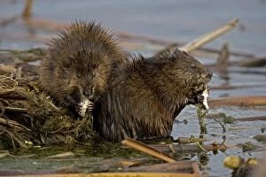 Muskrats - Two by water, eating