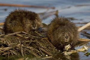 Images Dated 15th November 2004: Muskrat(s)Two together by water - New York - Chiefly aquatic - Lives in marshes-edges of ponds-lakes