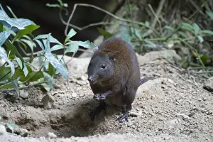 Kangaroo Prints: Musky Rat-kangaroo Inhabits rainforest in a restricted area of far north Queensland
