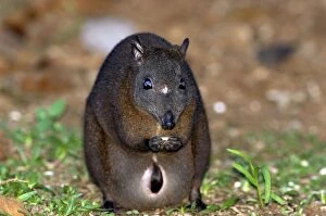 7 Gallery: Musky Rat-kangaroo with joey in pouch feeding on fallen seed