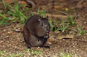 Musky Rat-kangaroo with joey visible feeding on fallen seed