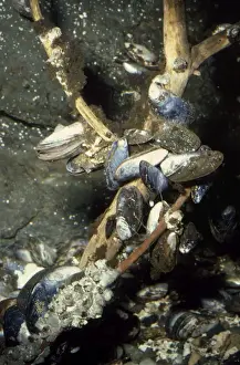 Mussel Prints: Mussels