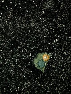 Mussel Prints: Mussels - Common or Carpet eight-armed seastars (Patiriella calcar) at low tide