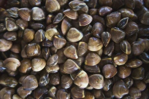 Mussels, Xuan Thuy National Park, Red River