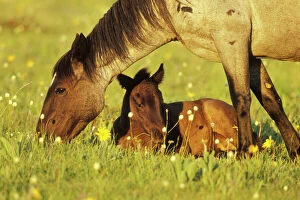 Mustang ├â Wild Horse - Mare grazes near her resting colt, Summer