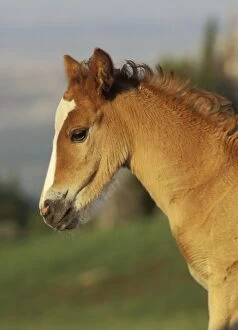 Mustang Wild Horse - Colt