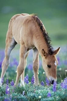 Baby animals/mustang wild horse colt checking wildflowers