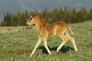 Mustang Wild Horse - Colt in meadow amongst wildflowers