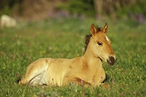 Mustang Wild Horse - Colt rests among wildflowers (shootingstars or birdbills)