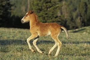 Mustang Wild Horse - Colt running