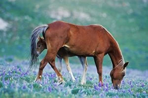 Mustang Wild Horse - Colt stands where mother shoos flys away with tail as mare grazes among lupin wildflowers