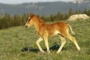 Mustang Wild Horse - Colt walks through meadow amongst wildflowers