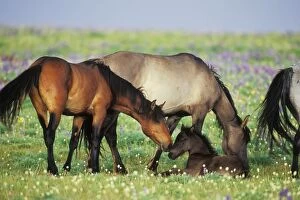 Mustang Wild Horse - Herd (including young colt) in field of wildflowers