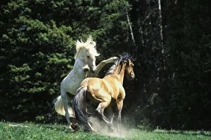 Mustang Wild Horse - Herd stallions meet along backroad in display of dominance behavior - White stallion was made