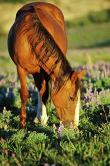 Mustang Wild Horse - Mare grazes among lupin wildflowers