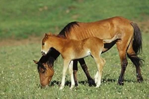 Mustang Wild Horse - Mare with young colt in field of wildflowers, Summer