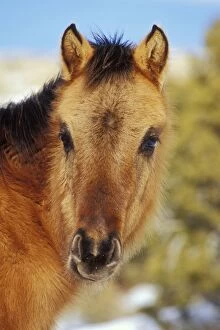 Mustang Wild Horse - A six or seven month old colt
