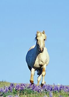 Mustang Wild Horse - Stallion (named Cloud) gallops through wildflowers (mostly lupine)