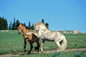 Mustang Wild Horse - Stallions meet along backroad in display of dominance behavior. White stallion was made famous in PBS movie and is called Cloud