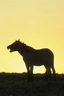 Mustang Wild Horse - Whinnying or neighing at sunrise