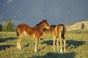 Mustang Wild Horses - Two colts check each other out in an alpine meadow. Facing each other