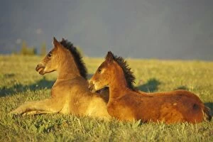 Mustang Wild Horses - Two colts rest for a moment in field of wildflowers