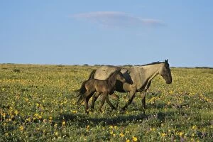 Mustang Wild Horses - Mare with young colt in field of wildflowers, Summer