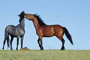 Mustang Wild Horses - Two young stallions exhibit dominance behavior