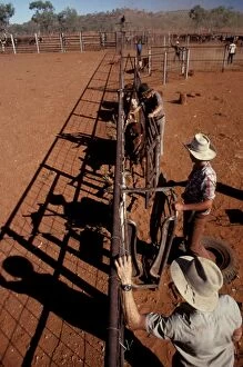 Cradle Gallery: Mustering during the dry season with stockmen at