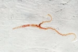 Mutant Tiger Worm - juvenile with two tails