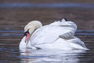 Images Dated 6th March 2014: Mute Swan