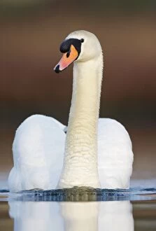 Images Dated 29th April 2009: Mute Swan - adult