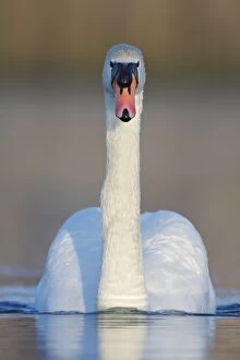 Images Dated 12th April 2009: Mute Swan - adult