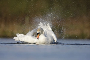 Images Dated 5th April 2009: Mute Swan - adult bathing vigorously creating a spray of water droplets - Cleveland - UK