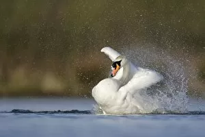 Images Dated 5th April 2009: Mute Swan - adult bathing vigorously creating a spray of water droplets - Cleveland - UK