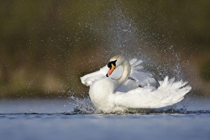 Images Dated 5th April 2009: Mute Swan - adult bathing vigorously creating a spray of water droplets - Cleveland - UK