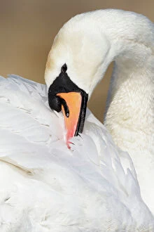 Swan Collection: Mute Swan - adult bird preening - Cleveland - UK